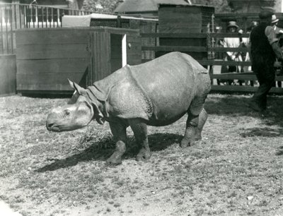 Een Jonge Indische Neushoorn in de Dierentuin van Londen, Juni 1922 door Frederick William Bond